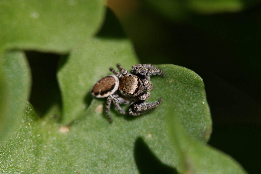 Evarcha sp.